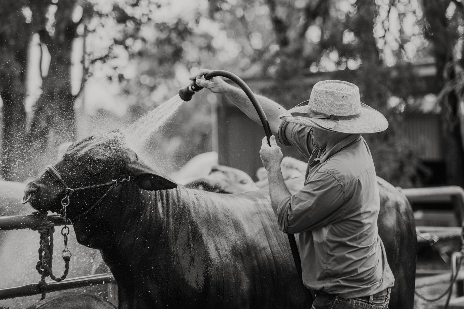 A farmer in a straw hat washes a large black bull with a hose in a rural outdoor setting.