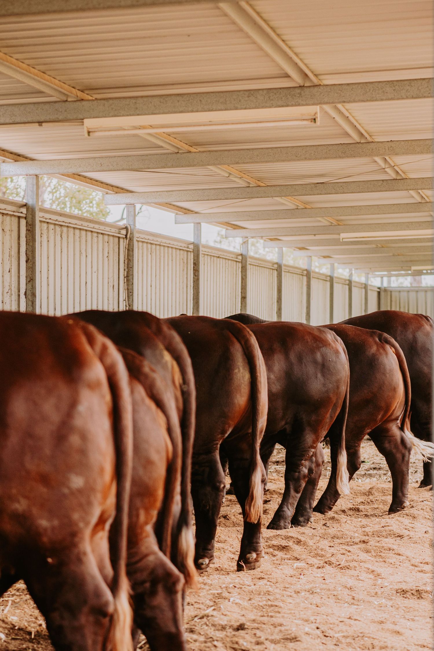 Row of brown horses standing in a sandy stable barn with white metal walls and ceiling panels.