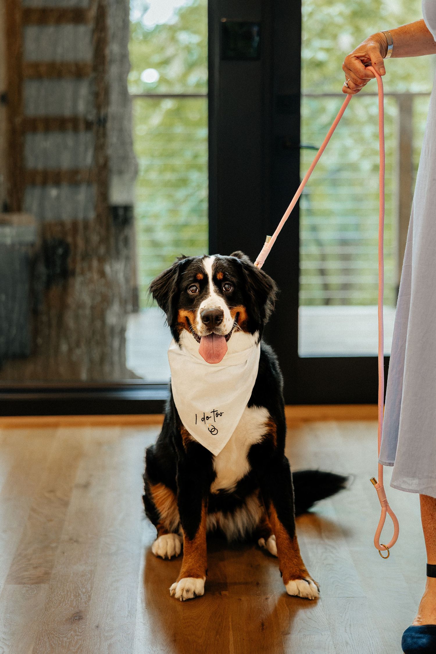 Bernese Mountain Dog wearing a white bandana sits on a hardwood floor, tongue out, held on a pink leash by a person in a lavender dress.