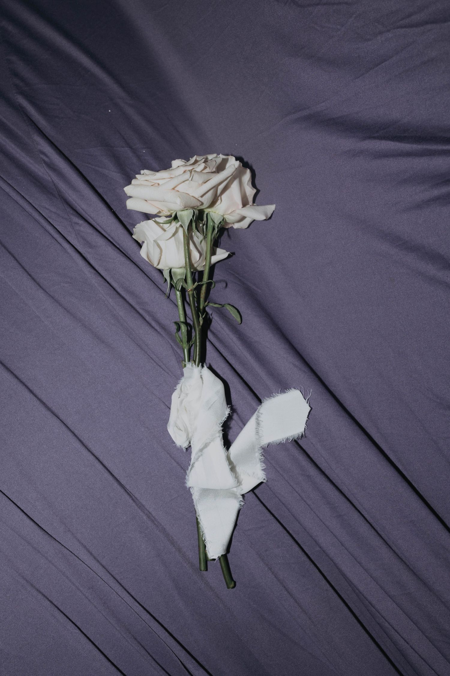 Two white roses with ribbon lying on draped purple fabric wedding detail shot.