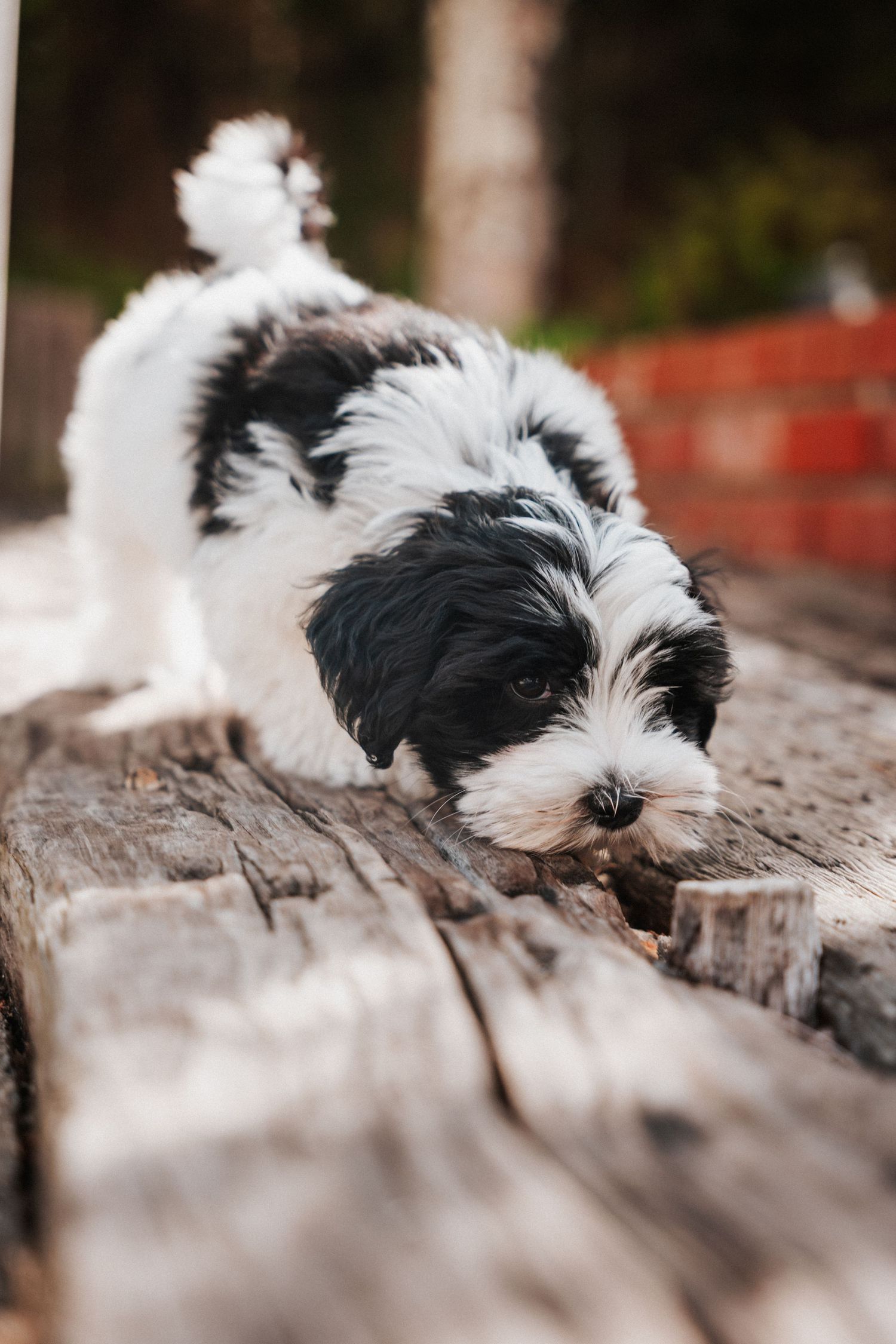 A fluffy black and white puppy chewing on a stick on a rustic wooden surface outdoors.