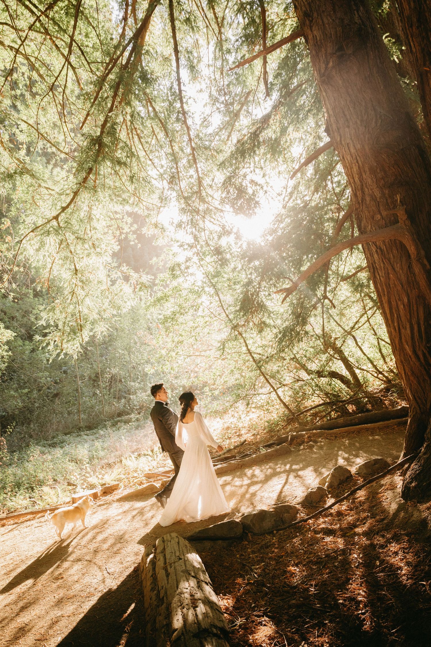 Bride and groom stand among towering redwood trees in a sunlit forest during their wedding photo session.
