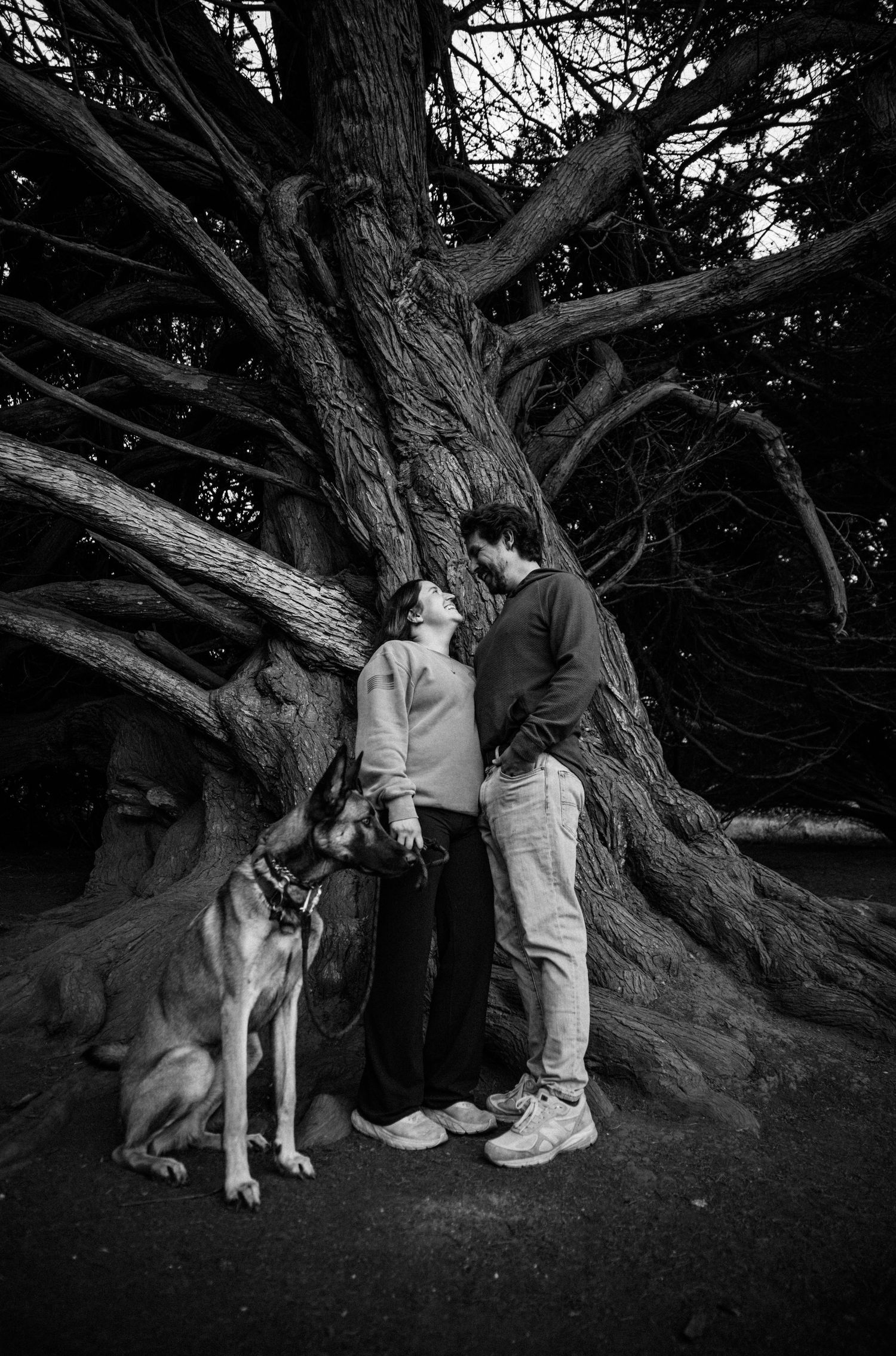 Couple sharing romantic moment with Belgian Malinois dog beside gnarled tree in black and white.