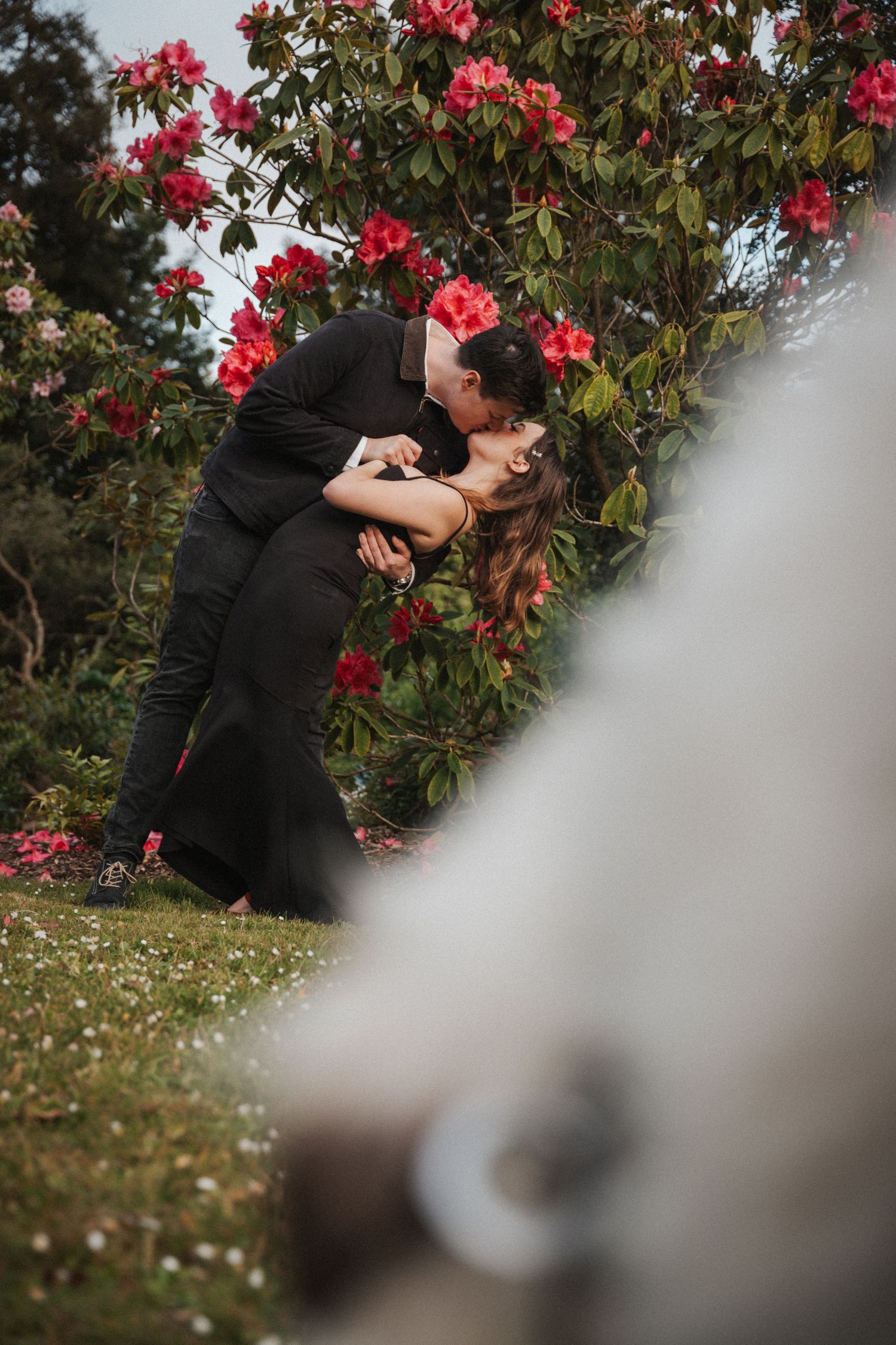 Couple sharing a romantic dip kiss in front of vibrant red rhododendron blooms.