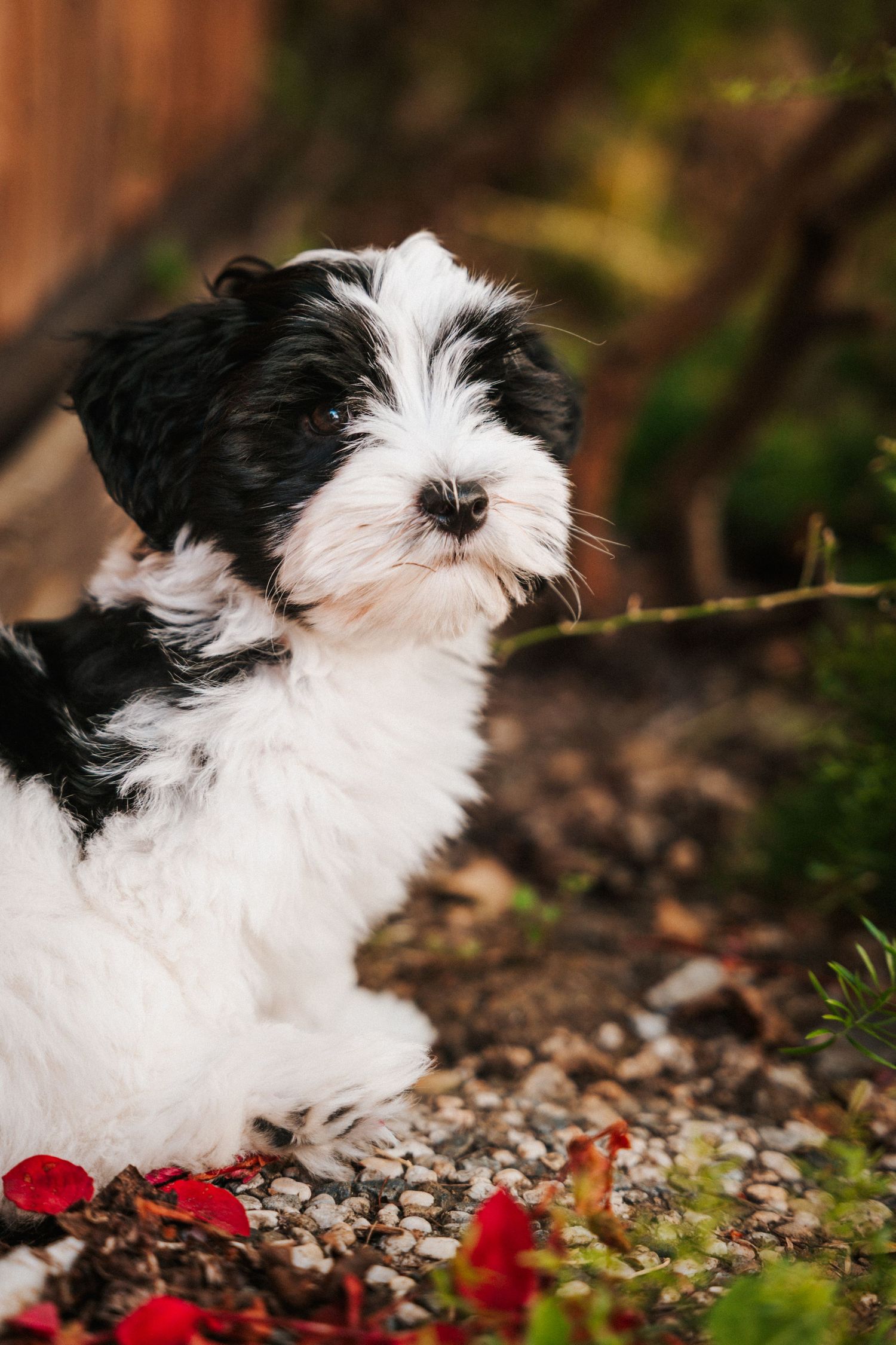 Adorable black and white Havanese puppy sitting on pebbles surrounded by red petals and green plants in a garden.