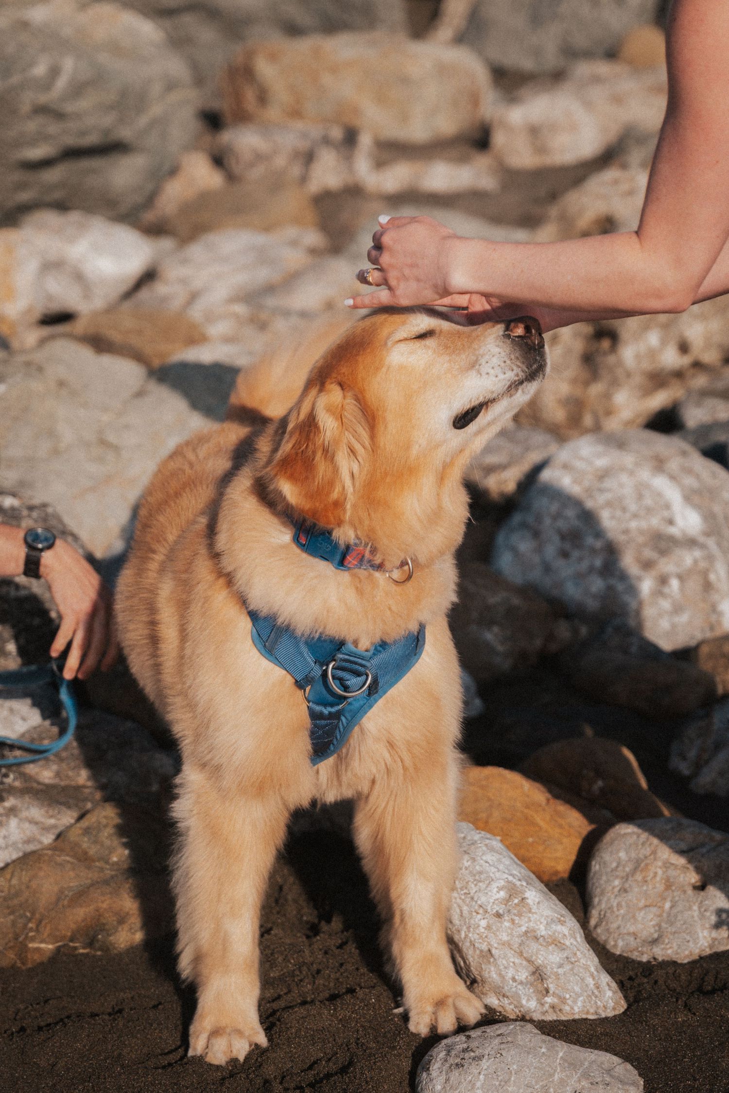 Golden retriever puppy in blue harness being petted by hand near rocky beach background.