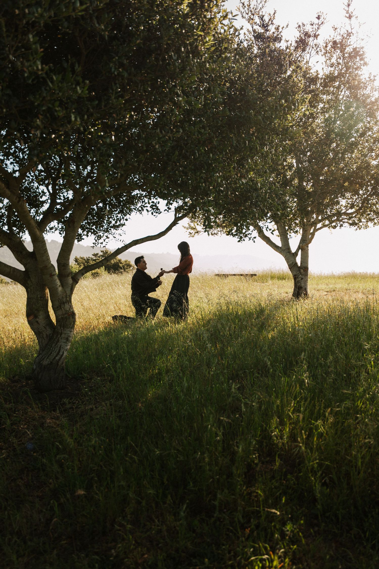 Man proposing to woman on one knee in a sunlit meadow beneath olive trees during golden hour.Photography by The Y.K. Studio.