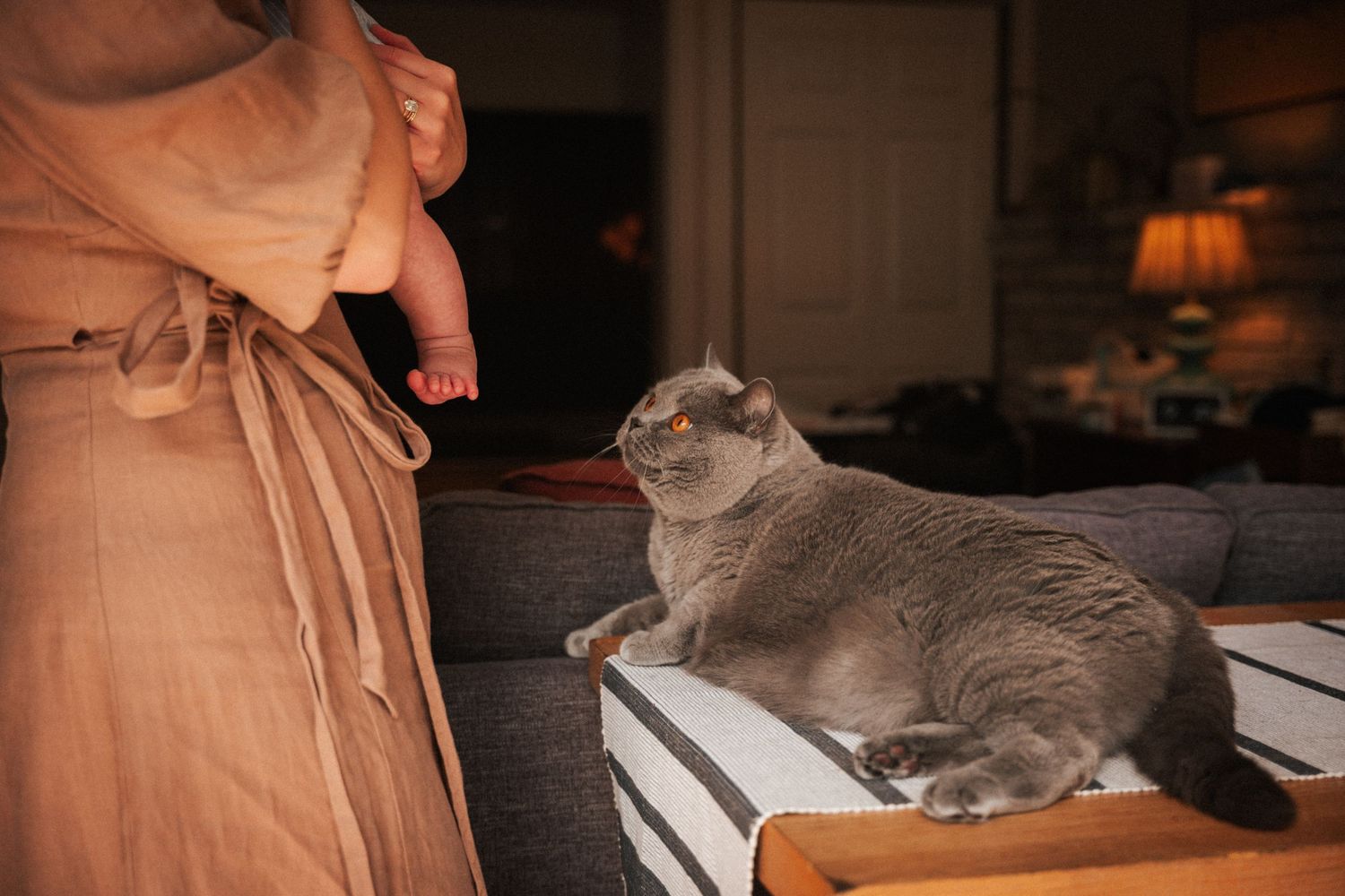 A gray British Shorthair cat sits on a white surface, gazing up at a person in a pink dress indoors. At home newborn session in Pacifica.
