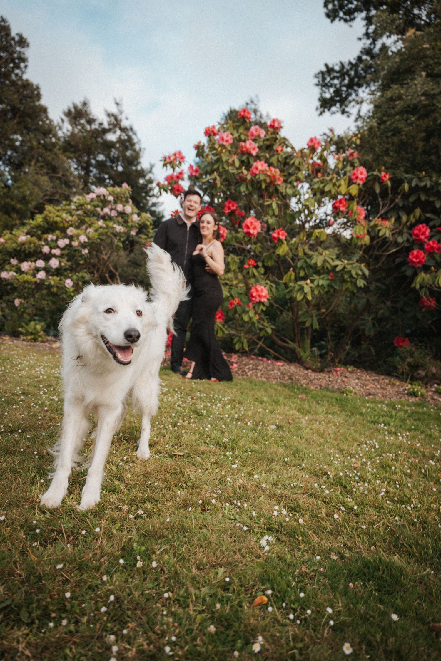 Happy couple posing with a fluffy white dog in a garden blooming with vibrant red and pink flowers.