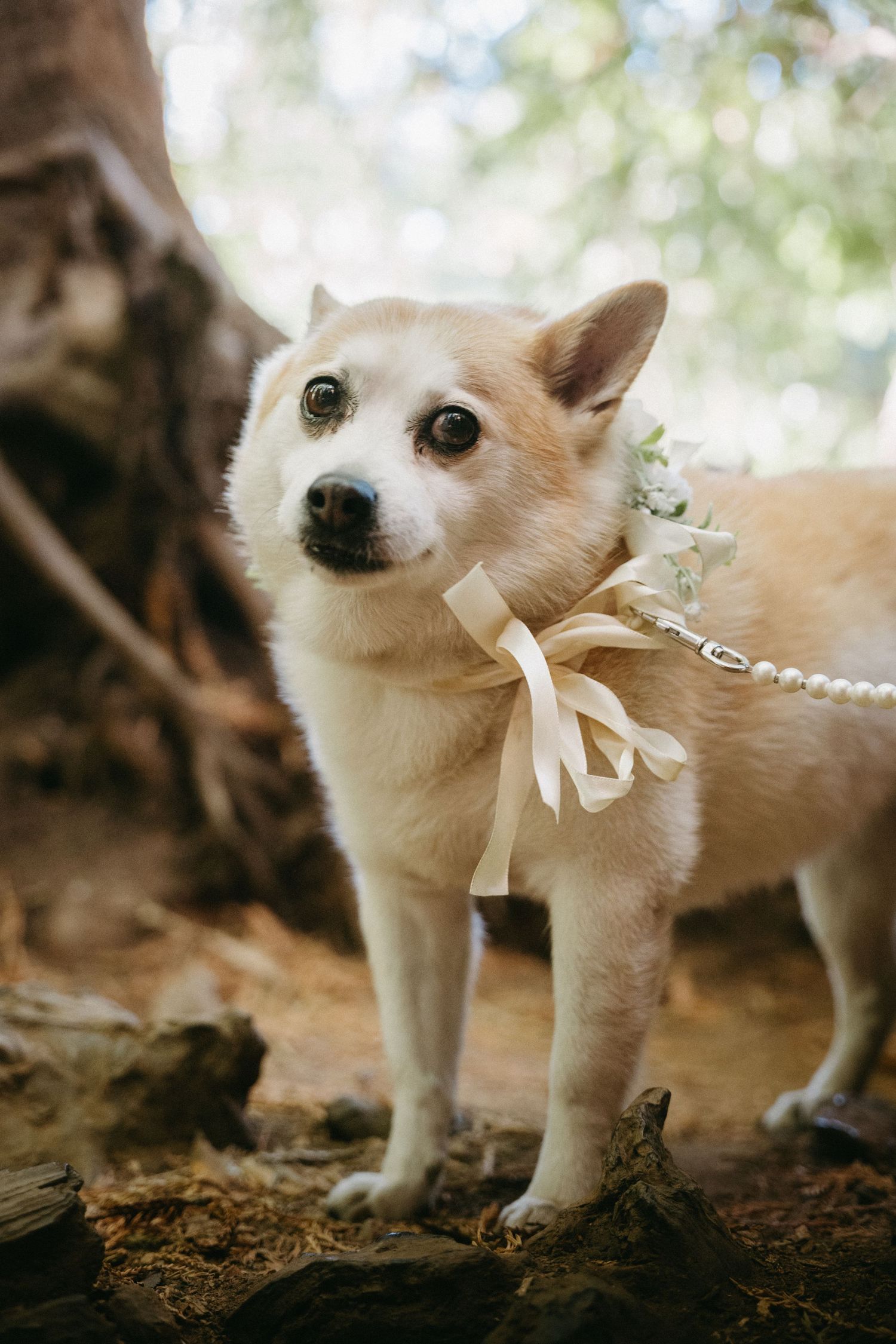 Adorable Corgi dog dressed with pearl necklace and ribbon bow tie as wedding ring bearer in forest setting.