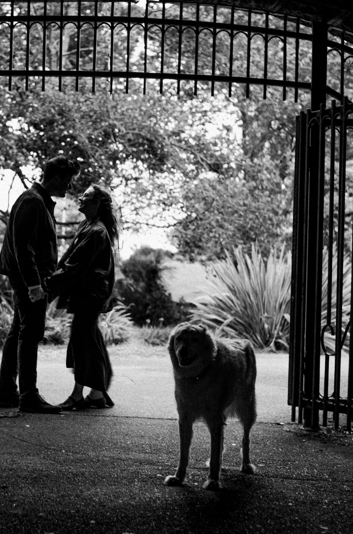 Silhouette of a couple kissing at garden gates with a large dog in foreground.