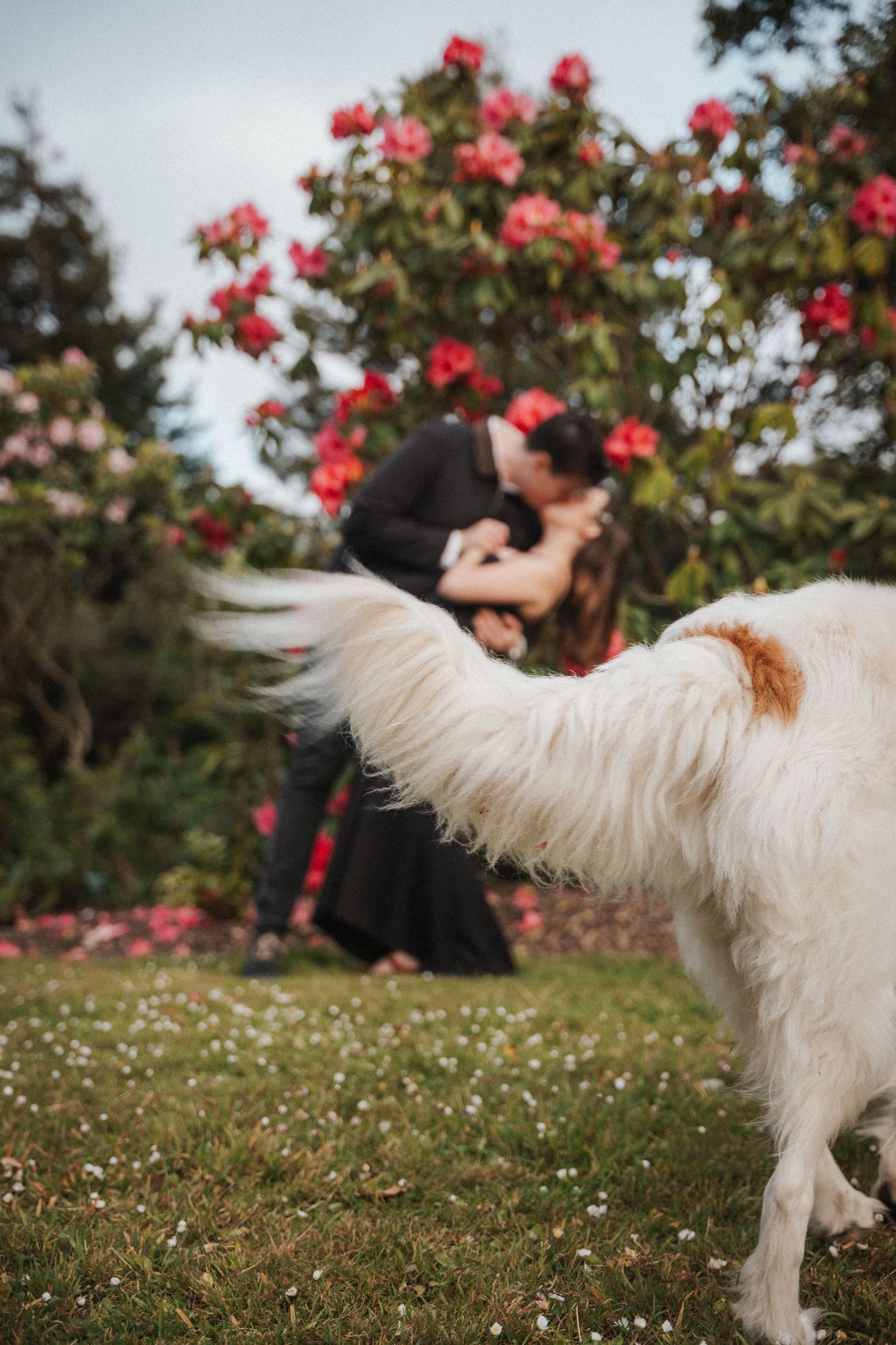 White fluffy dog in foreground as couple shares a kiss near blooming red flowers in a garden.
