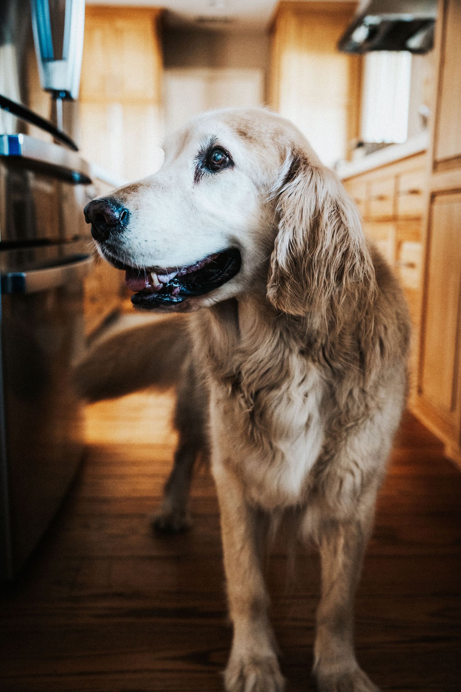A golden retriever dog stands in a sunlit kitchen, looking up with a happy expression on its face.