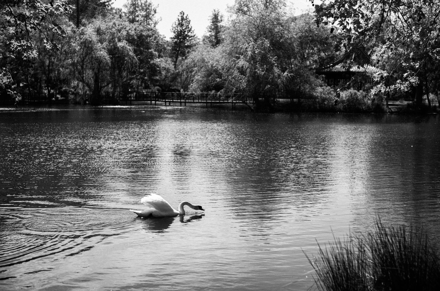 Black and white photo of a swan gracefully swimming on a calm lake surrounded by lush trees.