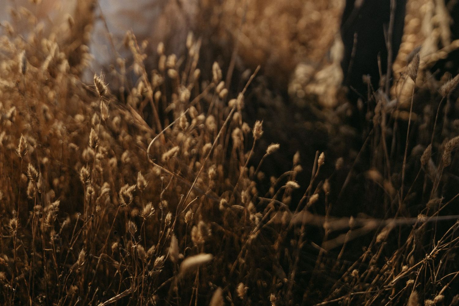 Dry golden grass stalks with fuzzy seed heads glowing in warm sunlight against a soft, blurred dark background.