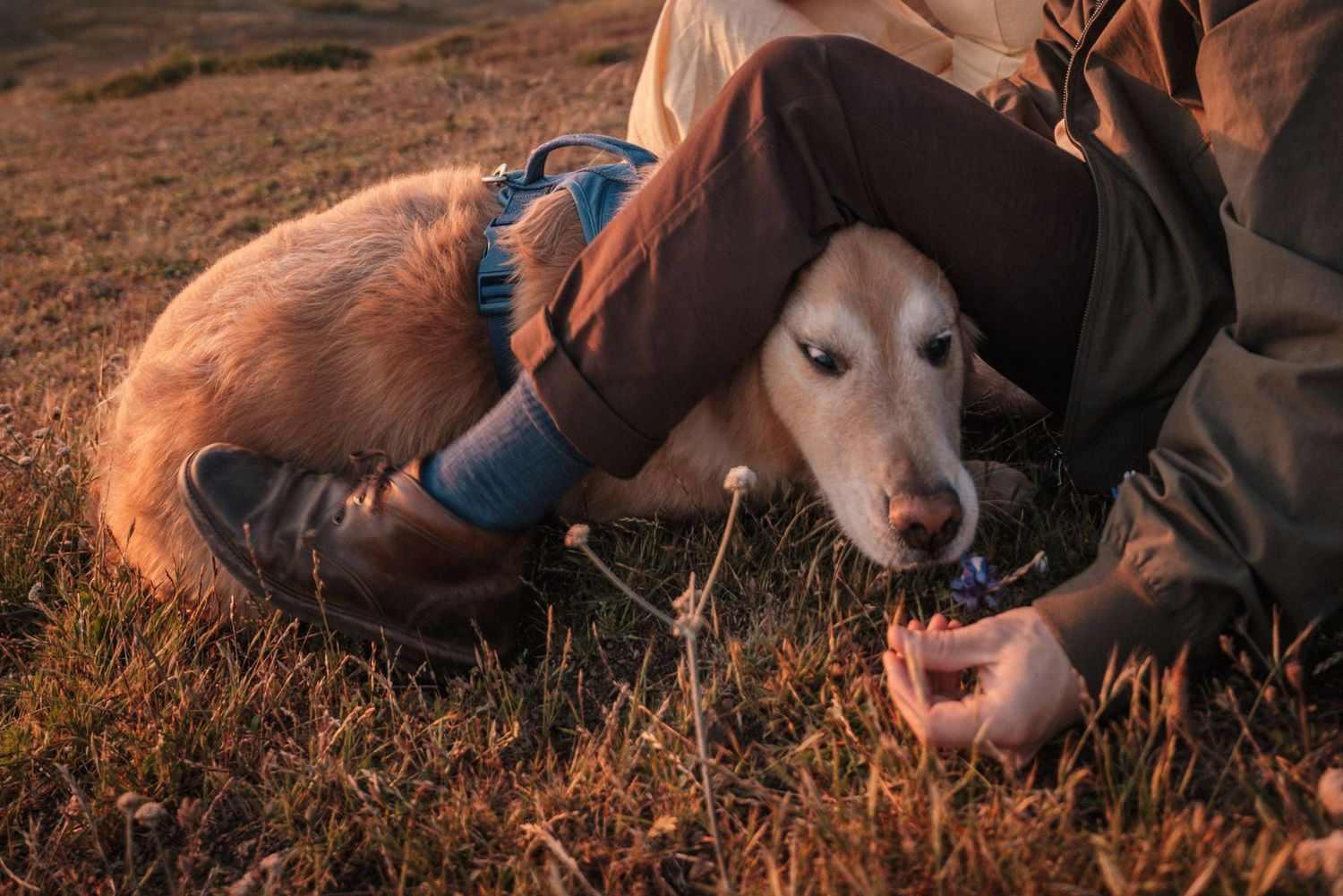 A golden retriever sniffs a small flower held by a person sitting on autumn grass in warm sunset light.