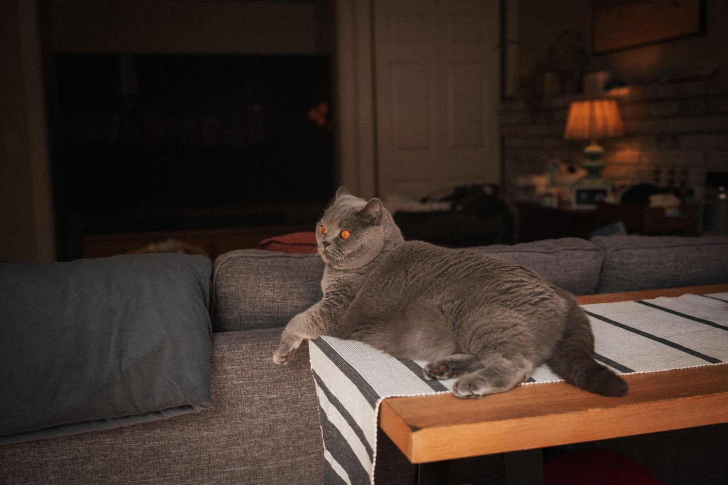 A gray Scottish Fold cat resting on a sofa arm near a wooden coffee table in a dimly lit living room.