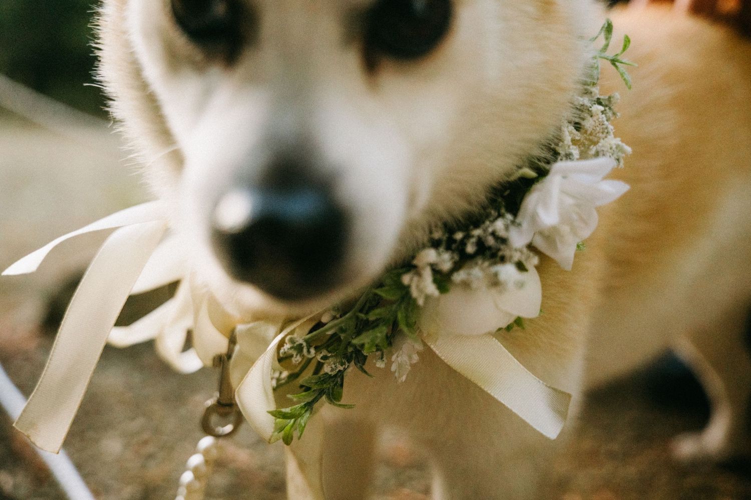 Adorable dog wearing floral wreath collar at wedding ceremony.