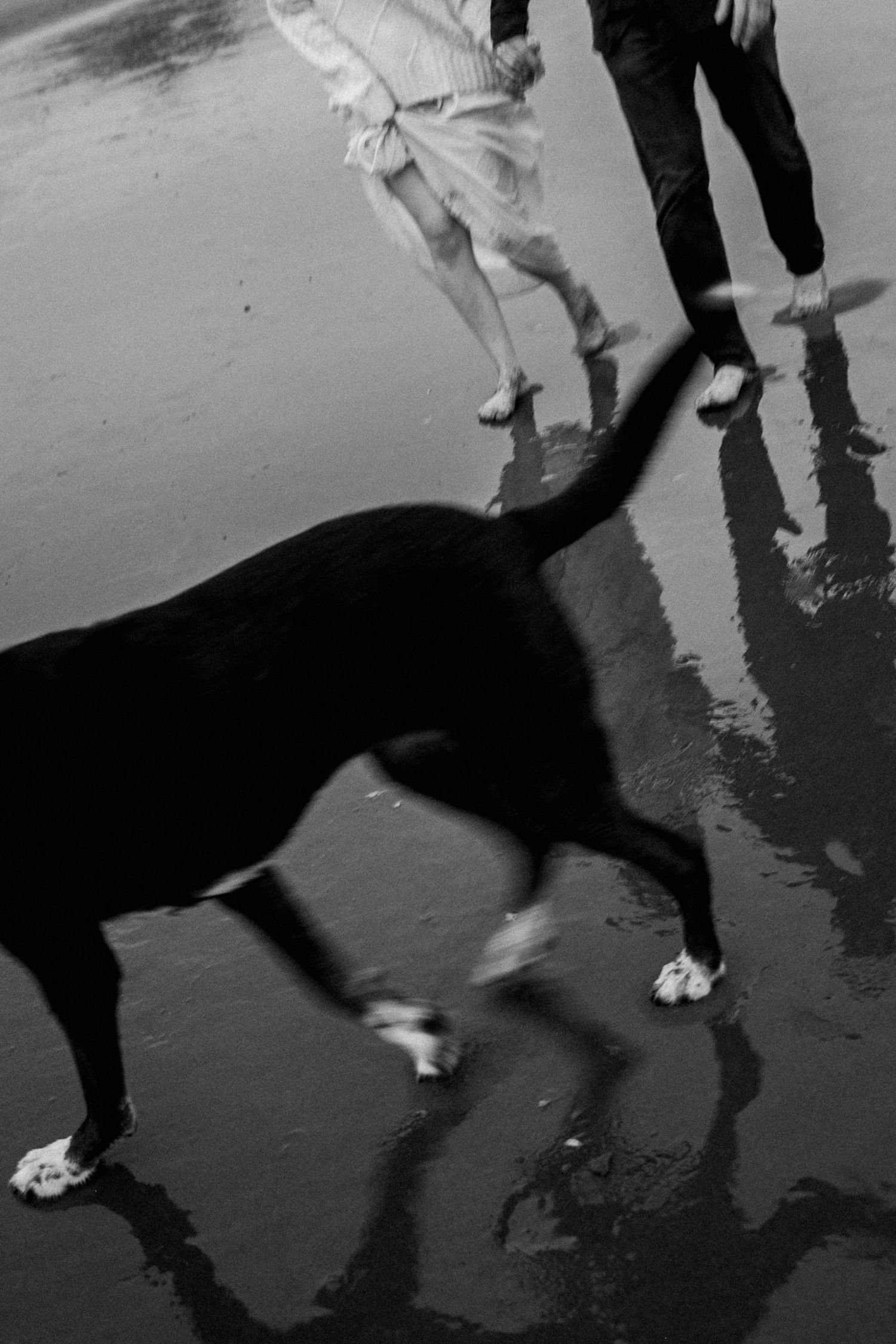 Black dog running on wet beach in black and white photo with couple walking in background.