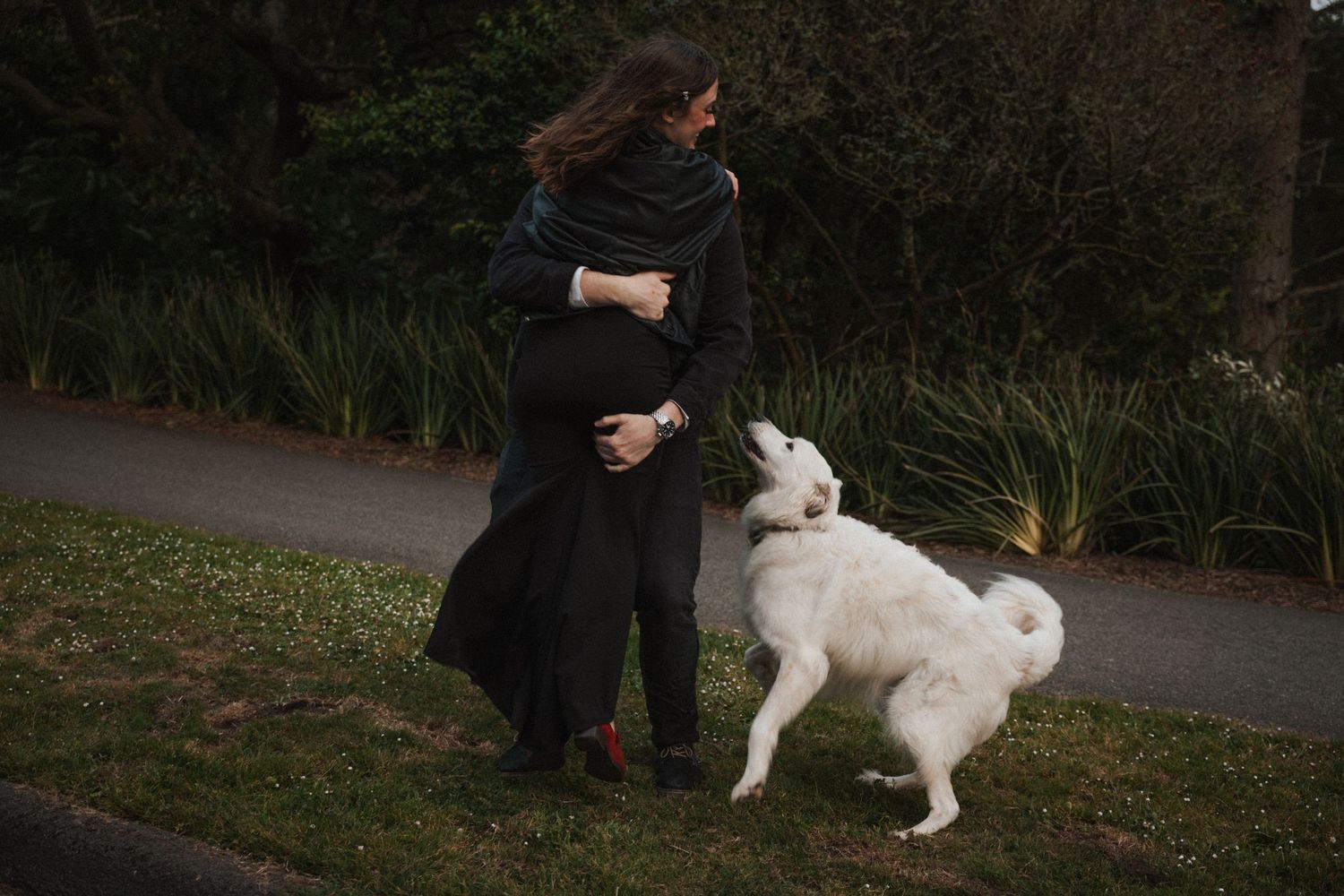 Pregnant woman in black dress interacting with a white fluffy dog on a green lawn at dusk.