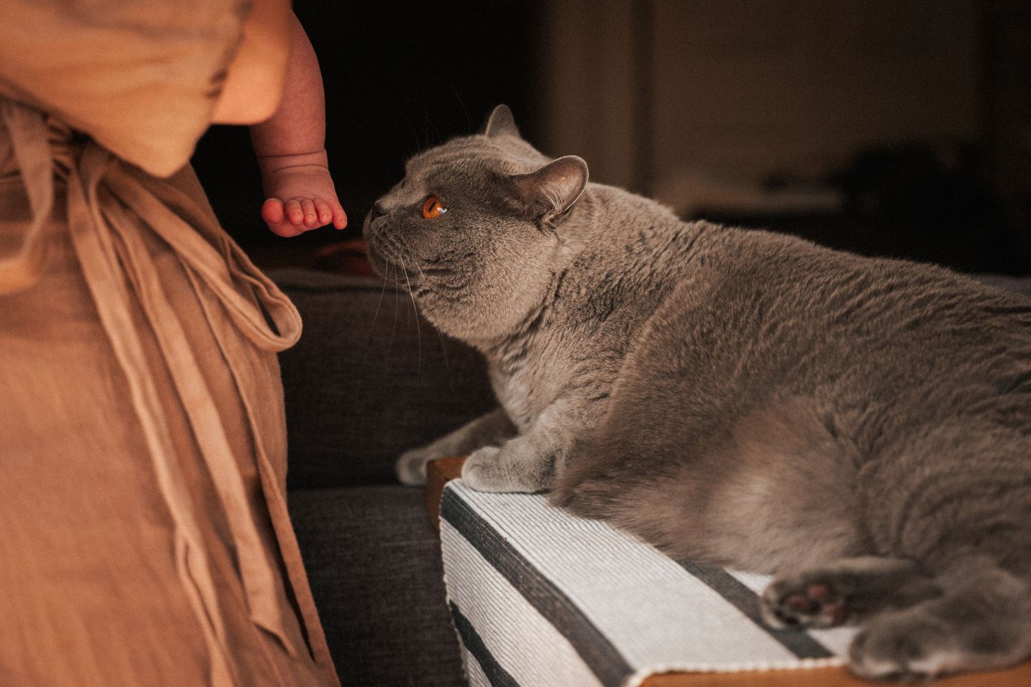 A gray British Shorthair cat sniffs a baby's foot on a couch in a cozy, dimly lit living room.