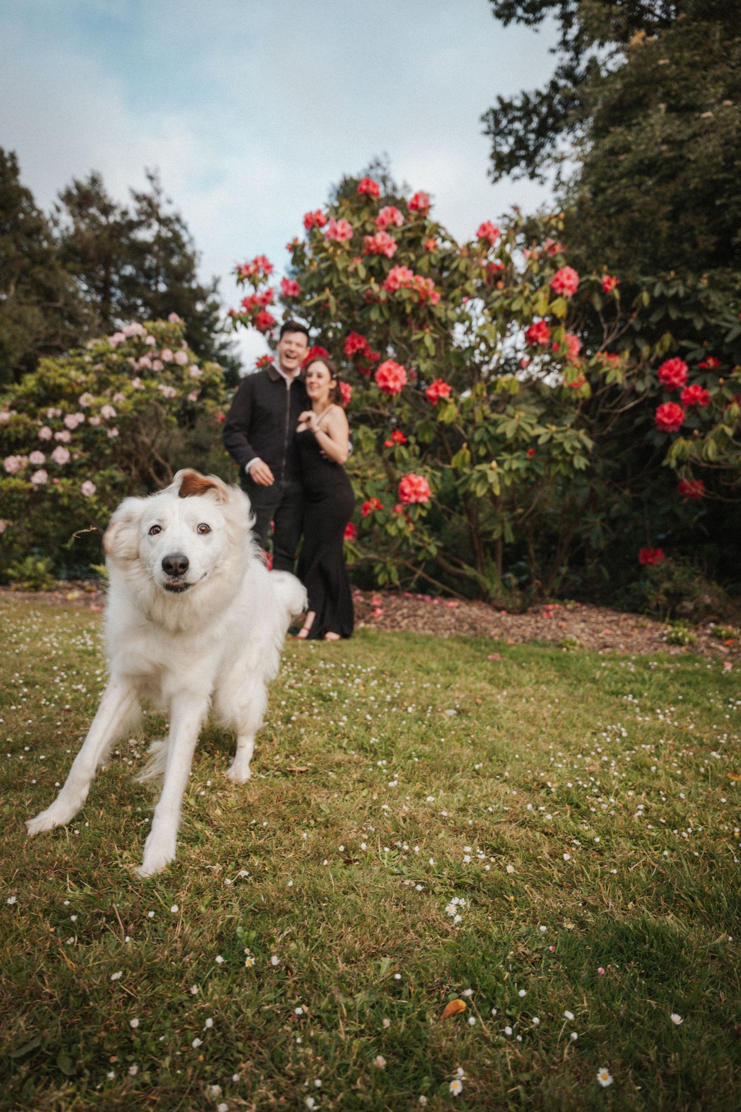 Couple posing with their white fluffy dog in front of vibrant red flowering bushes in a garden.