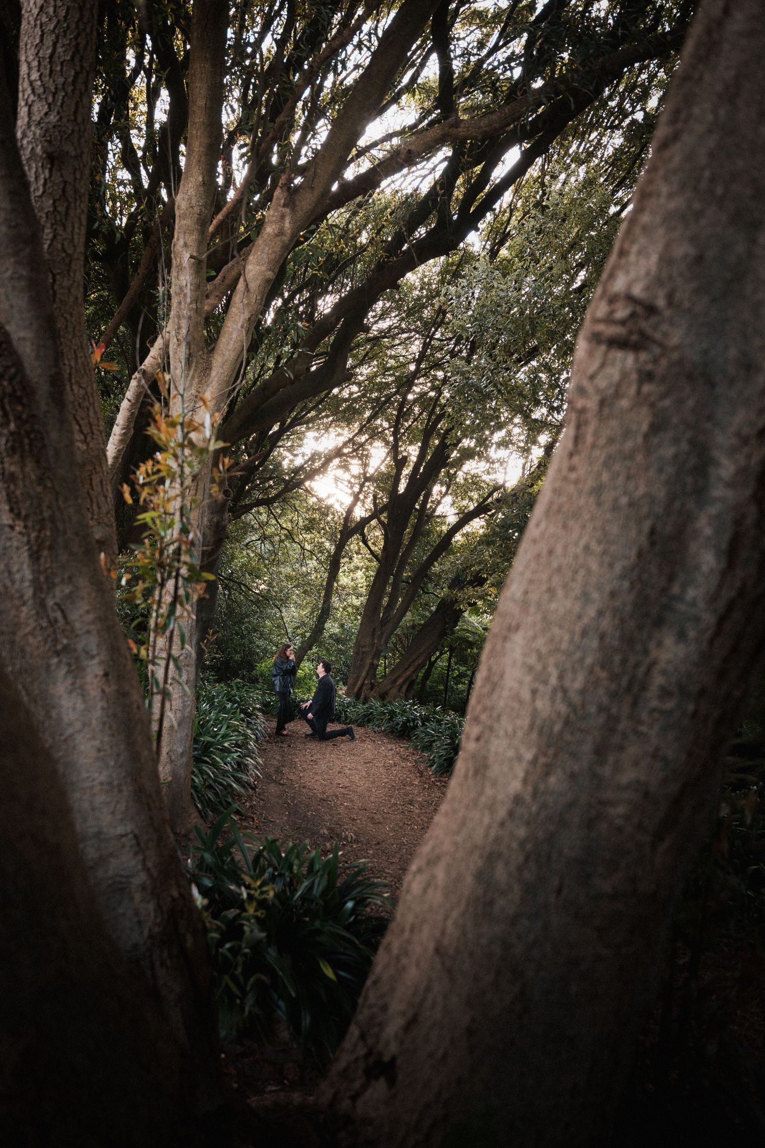 Couple sitting on a forest path surrounded by large trees in a lush green park.