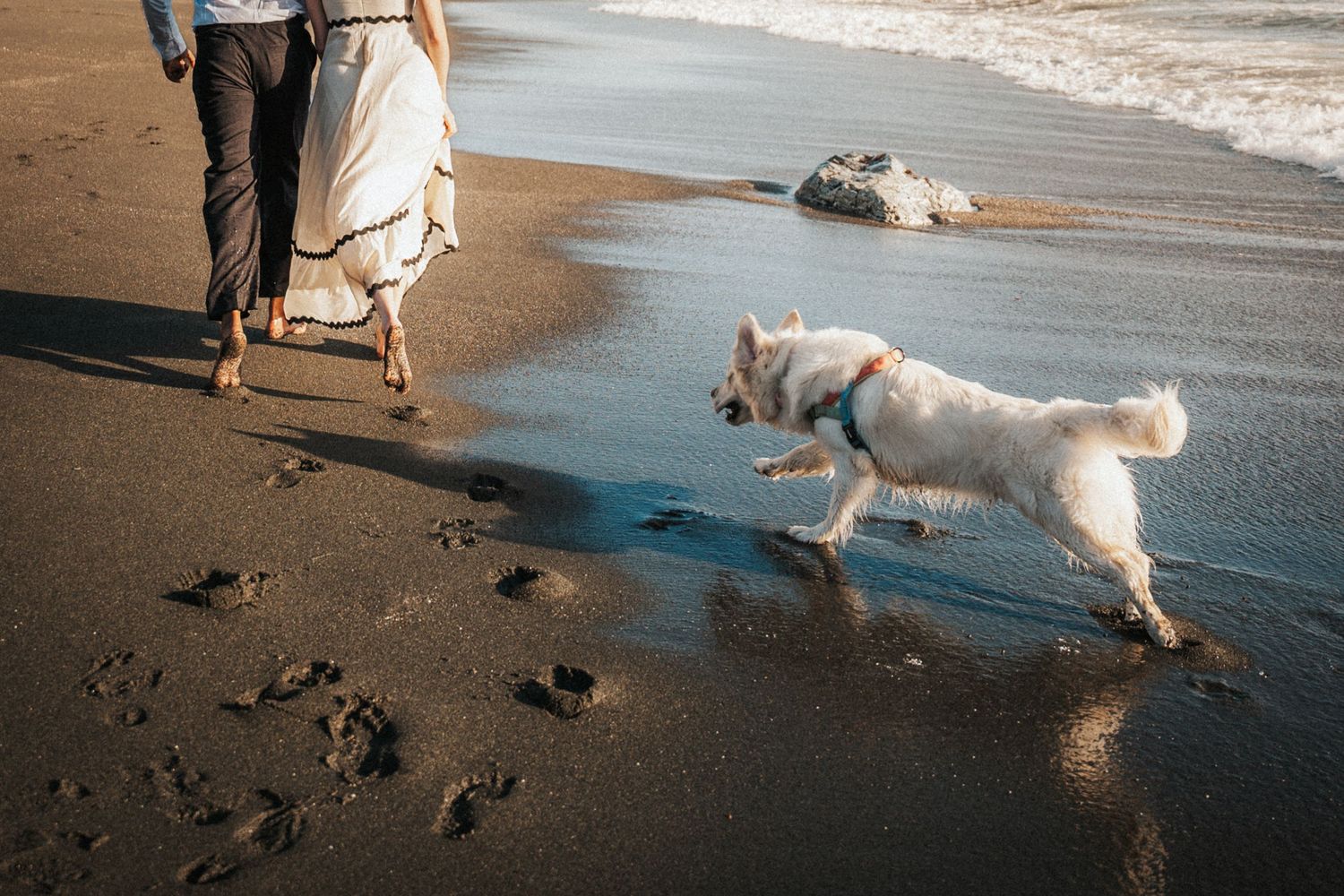 A white dog runs joyfully on a dark sandy beach beside a couple in wedding attire near the ocean waves.