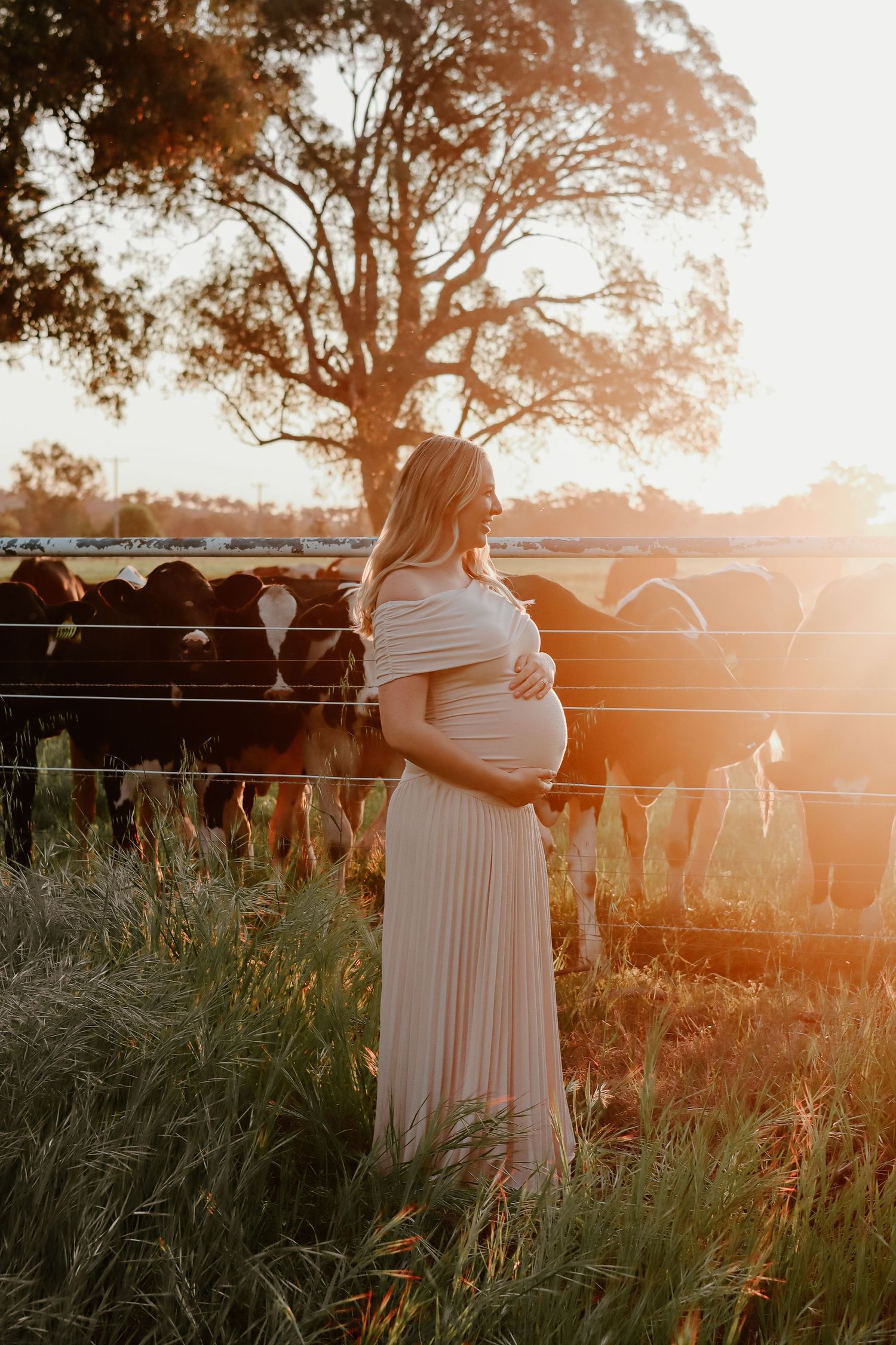 Golden hour maternity photography family session Wagga Wagga cows