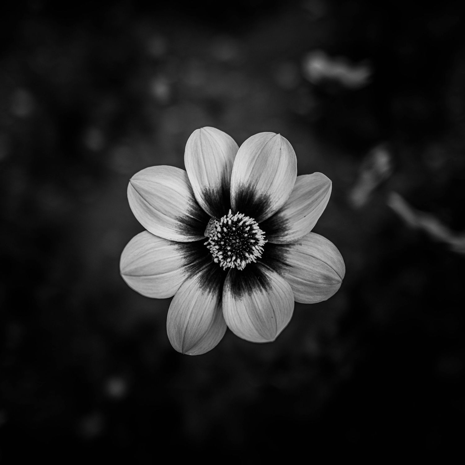 Black and white macro shot of a small daisy-like flower with dark center against blurred background.