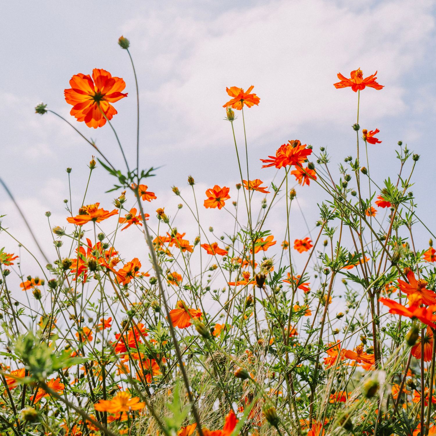 Field of orange cosmos wildflowers reaching toward a partly cloudy sky, photographed from below.