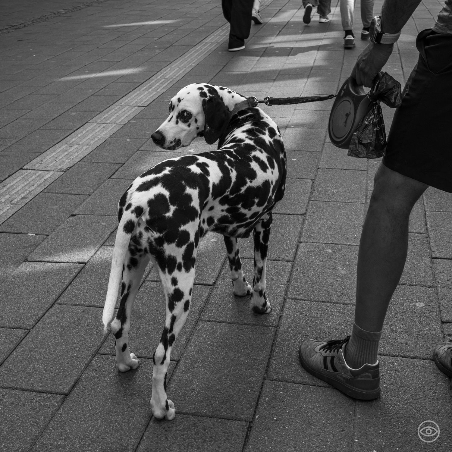 Dalmatian dog on a leash standing on a city sidewalk beside a person in black and white photo.