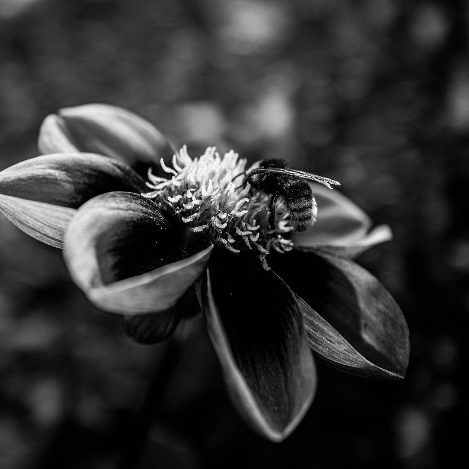 Black and white close-up of a dahlia flower with a bumblebee feeding on its central florets.