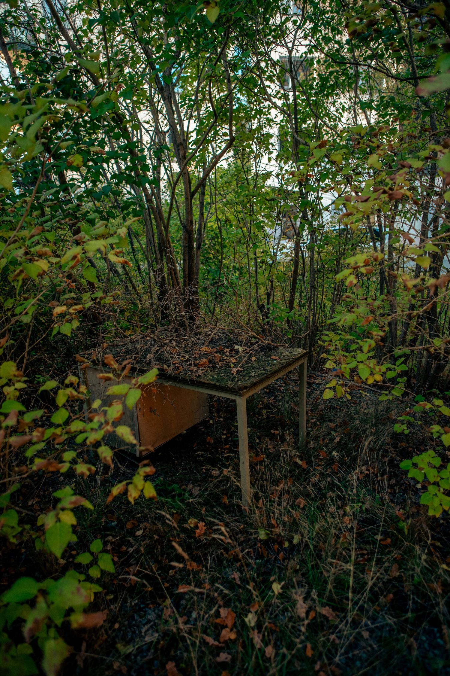 Abandoned wooden desk overtaken by nature in dense autumn forest undergrowth.