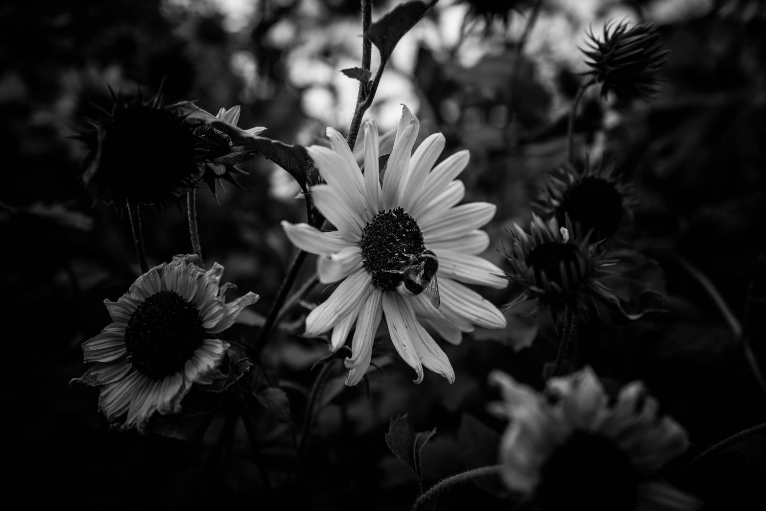 Black and white photo of a bright daisy flower with a bee surrounded by dark garden blooms.