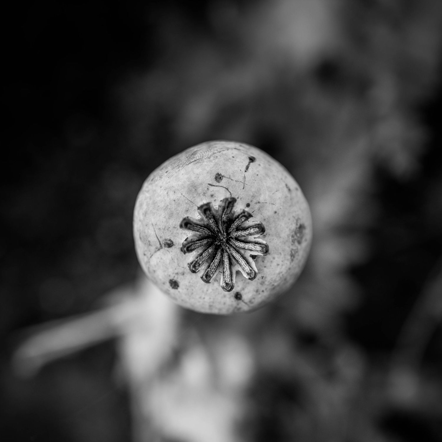 Close-up black and white macro photo of a dried poppy seed head with star-shaped top.
