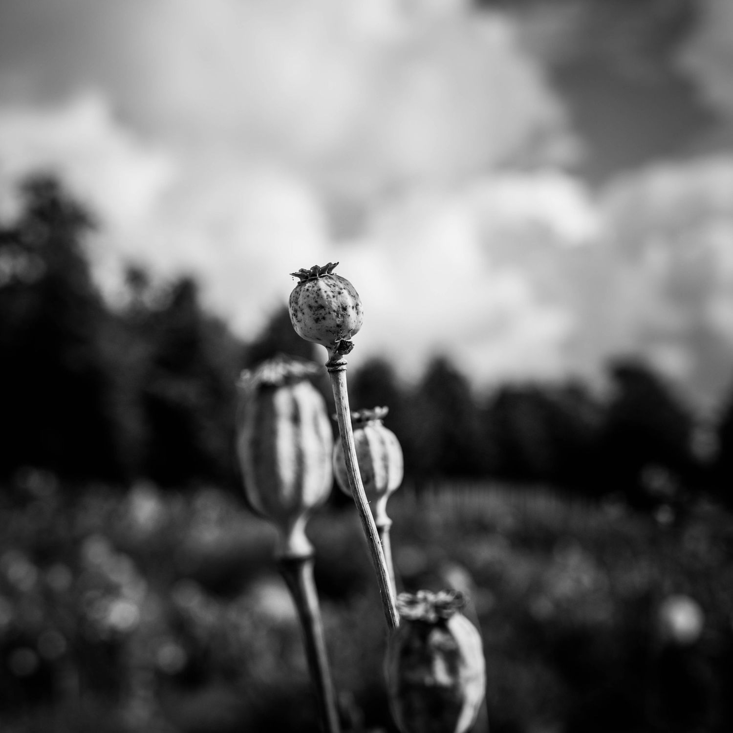Black and white photo of dried poppy seed pods on tall stems against a cloudy sky.