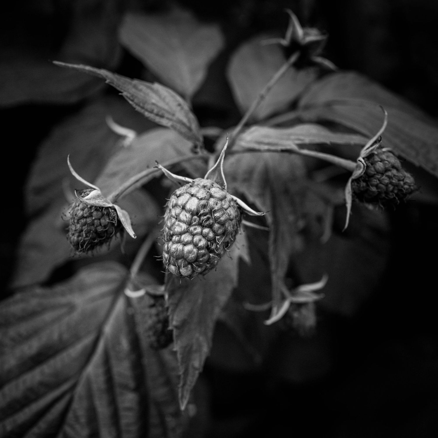 Black and white close-up of unripe raspberries on a branch with textured leaves.