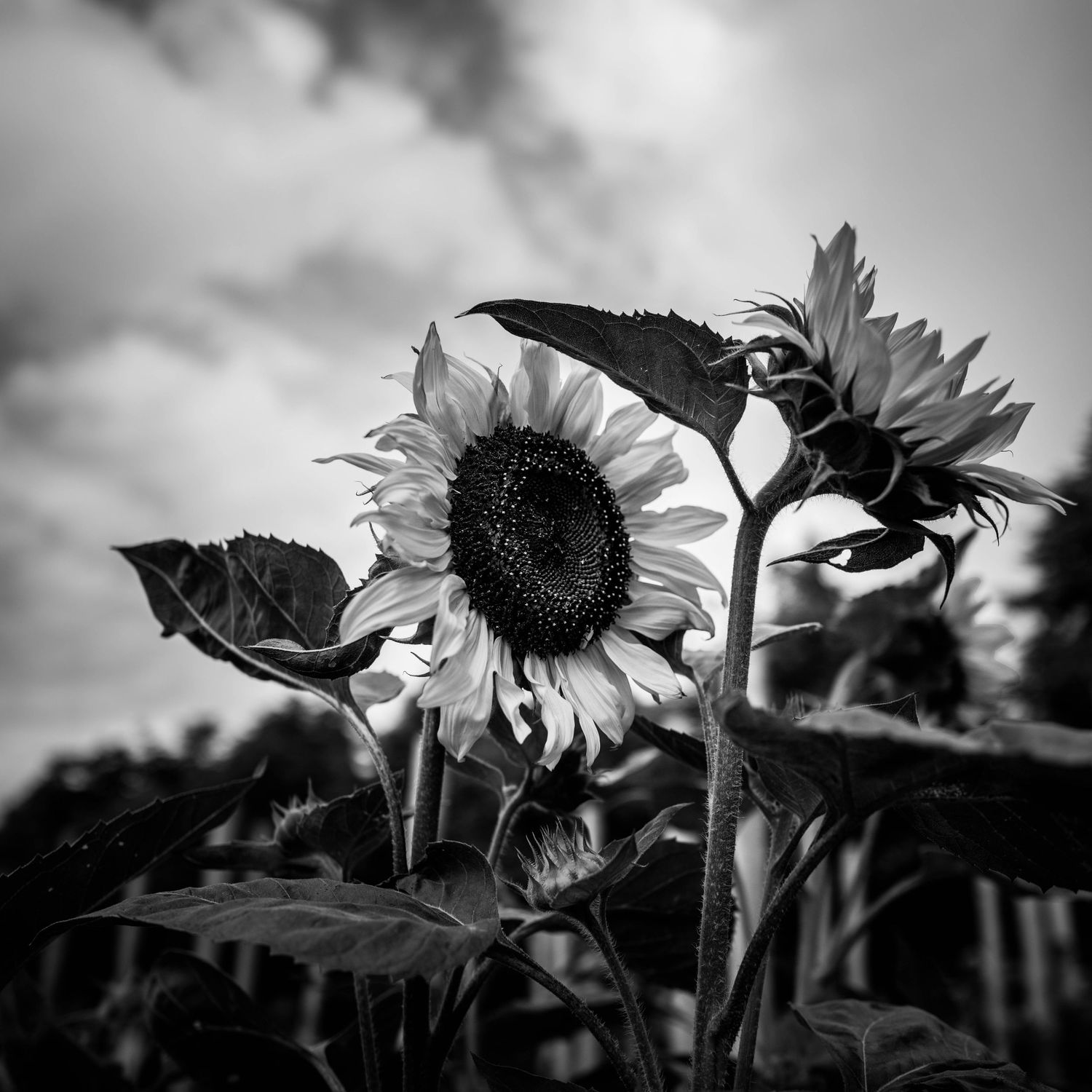 Black and white photo of tall sunflowers against a dramatic cloudy sky in a garden field.