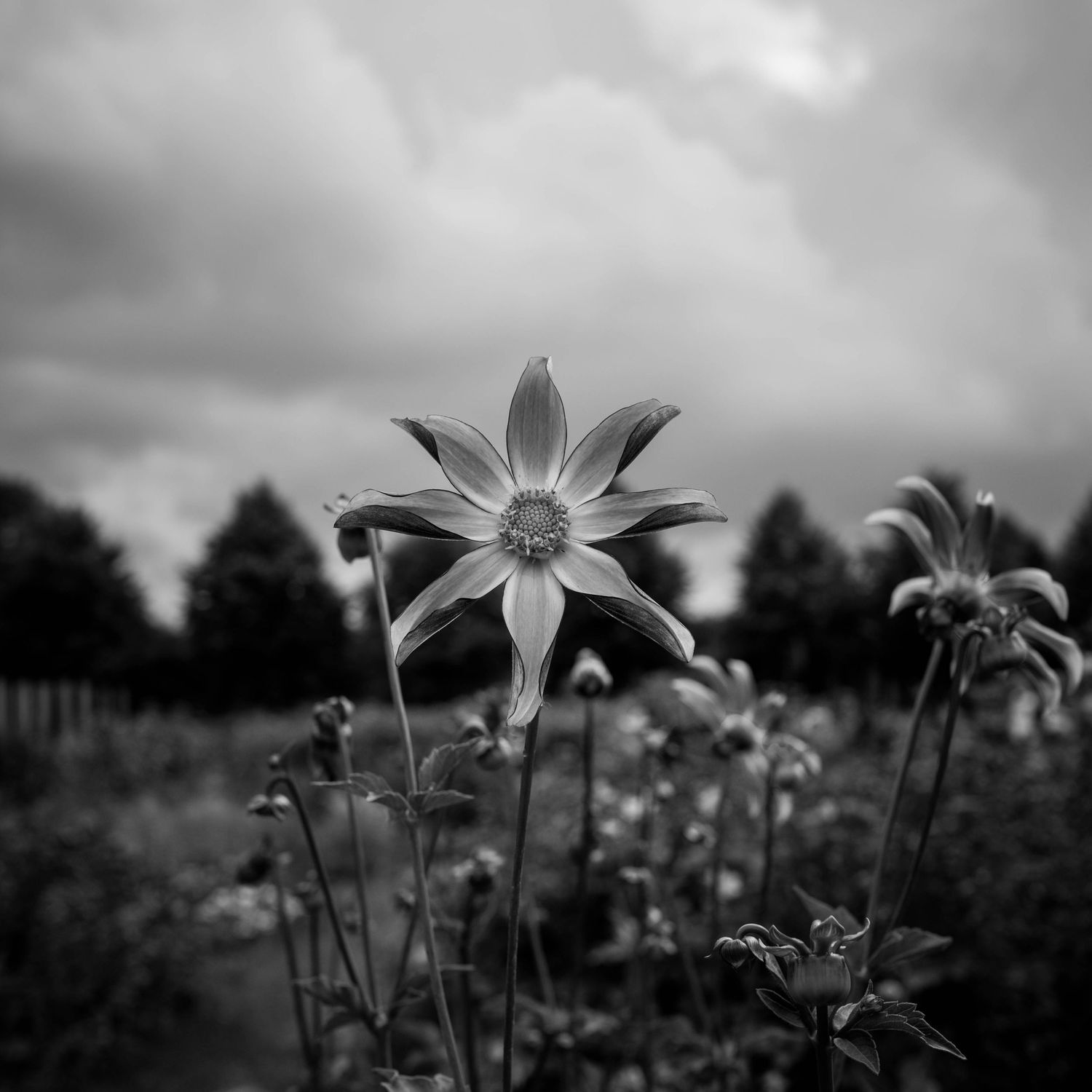 Black and white photo of a star-shaped flower standing tall in a garden under dramatic cloudy skies.