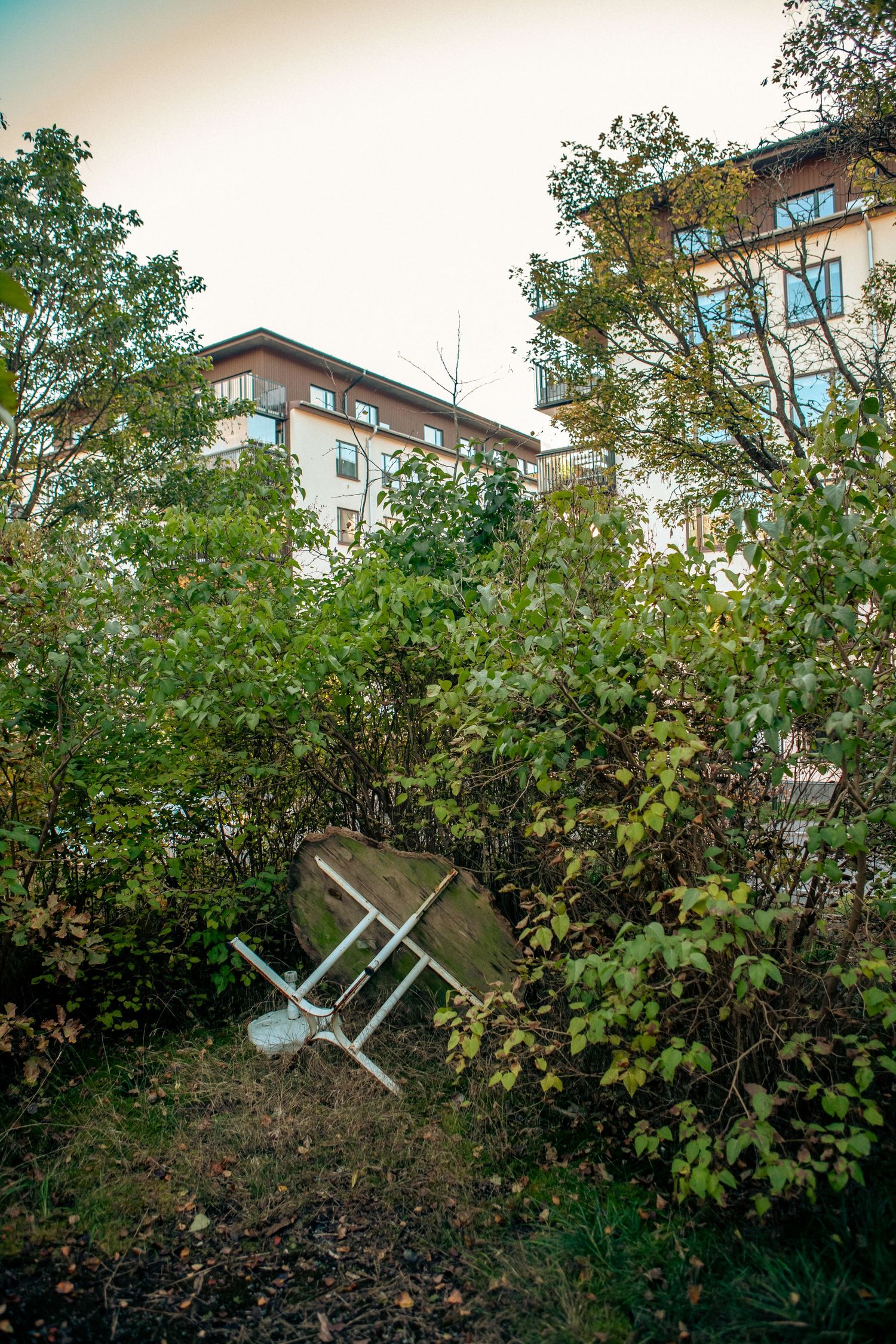 Abandoned chair and rock among overgrown bushes with urban buildings in background.