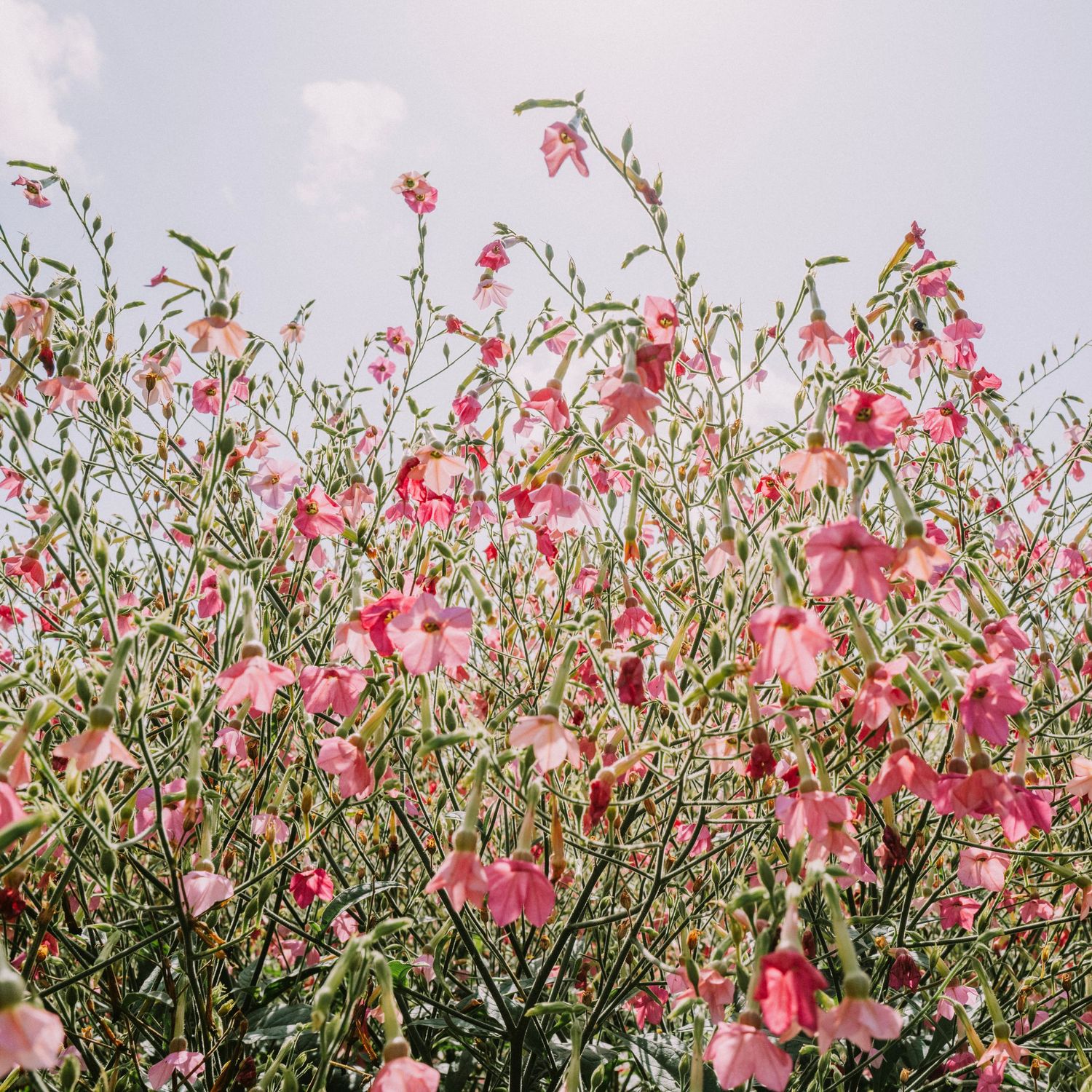 Clusters of pink trumpet-shaped wildflowers on tall green stems blooming under a partly cloudy sky.