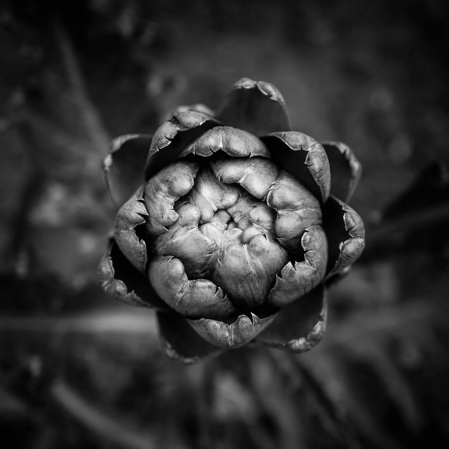 Black and white overhead macro shot of a tightly closed artichoke bud with layered petals.