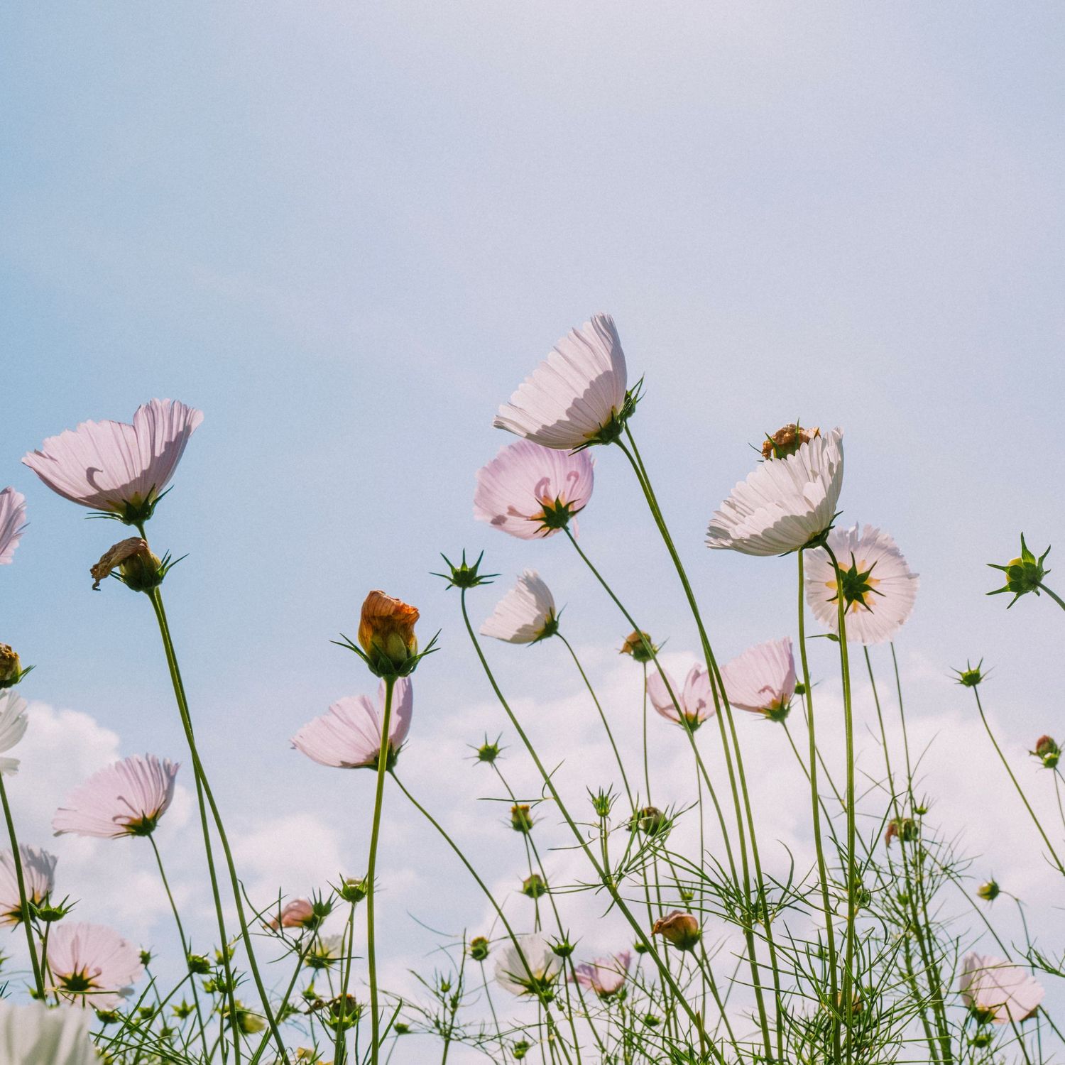 Delicate pale pink cosmos flowers on tall stems swaying in a field under a soft blue sky.