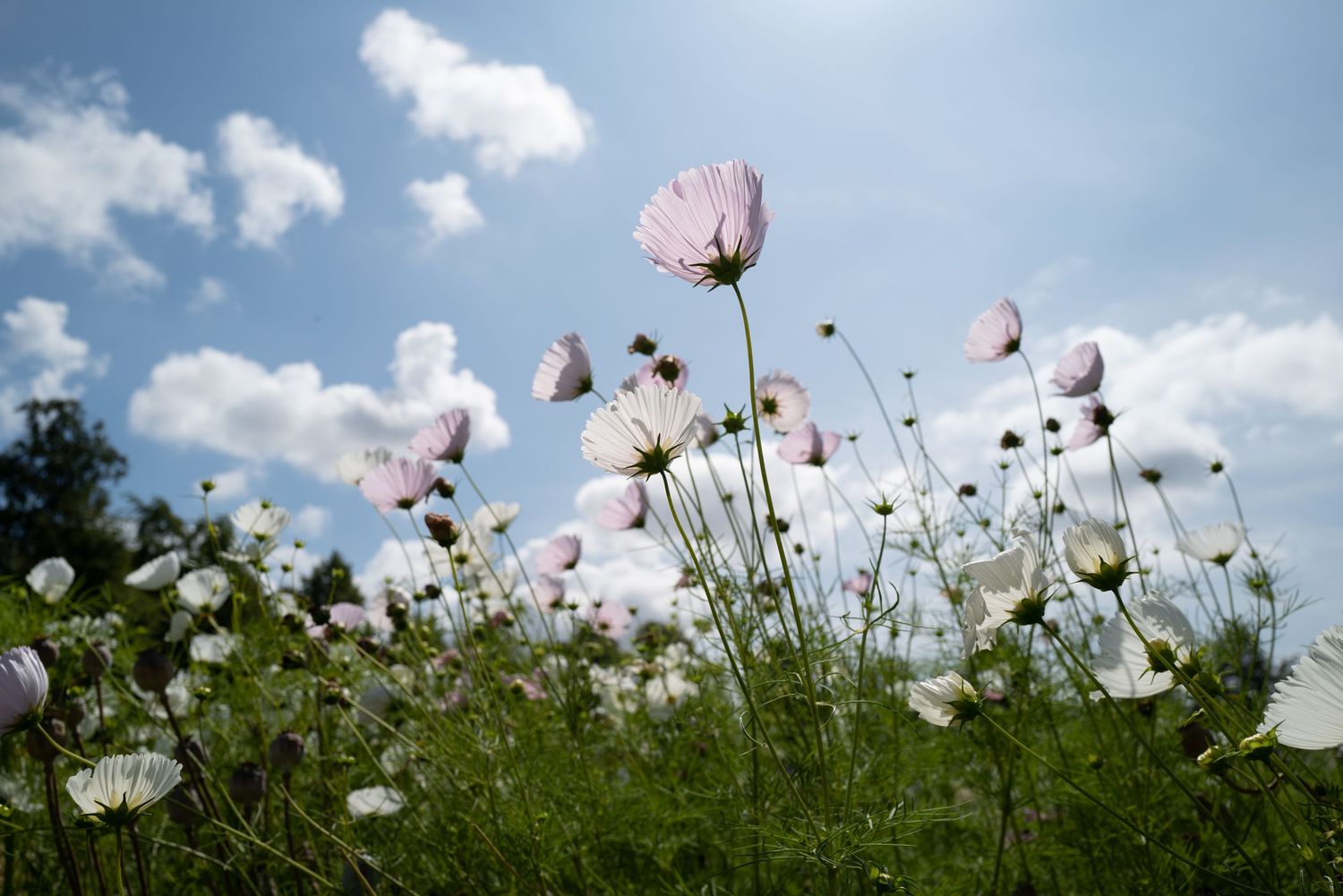 Low angle view of white and pink cosmos flowers blooming under bright blue sky.