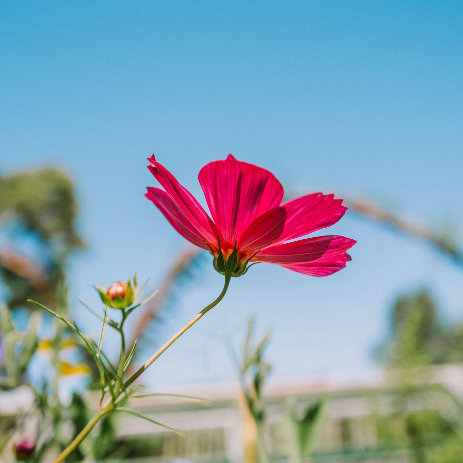 A single bright red cosmos flower in full bloom against a clear blue sky in a garden setting.