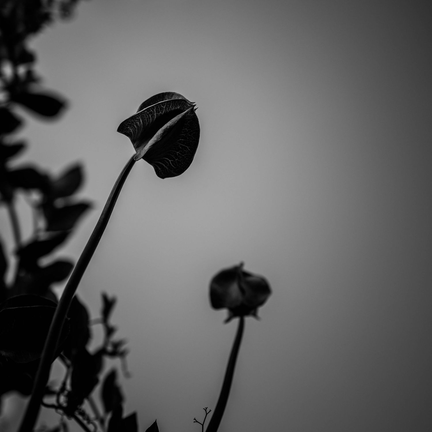 Black and white silhouette of a poppy bud on a slender stem against a grey sky.