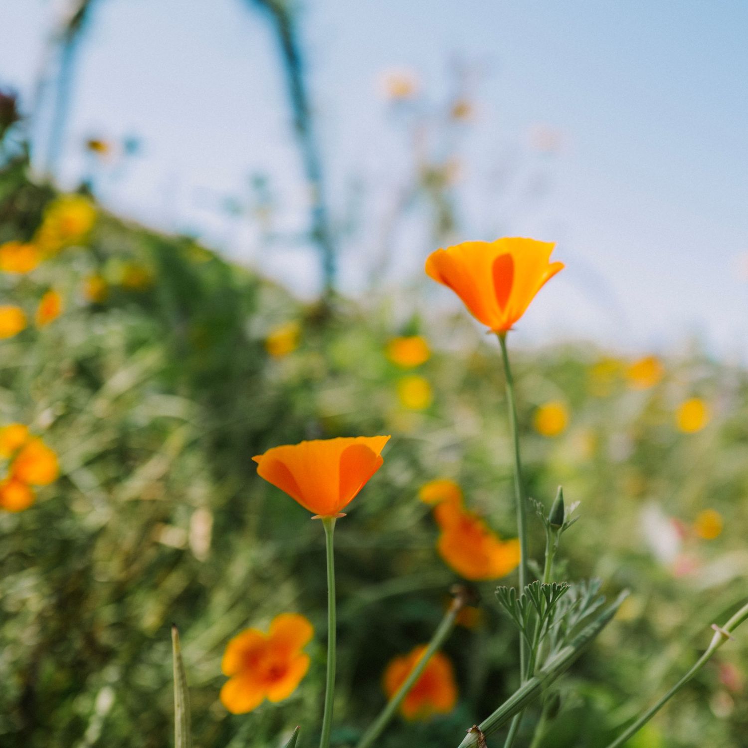 Two vibrant orange California poppies blooming in a sunny wildflower field with a soft blue sky background.