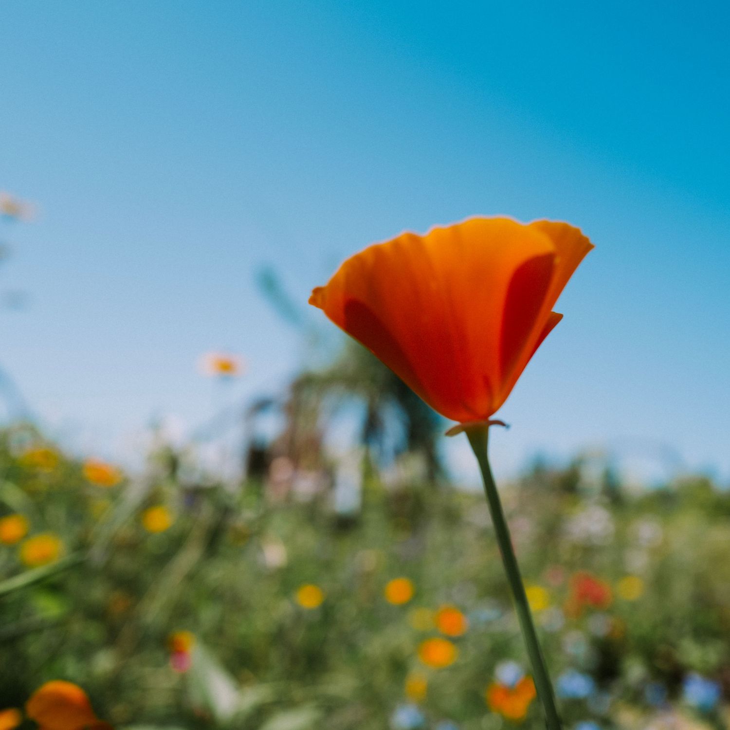 Close-up of a vibrant orange California poppy flower against a clear blue sky.