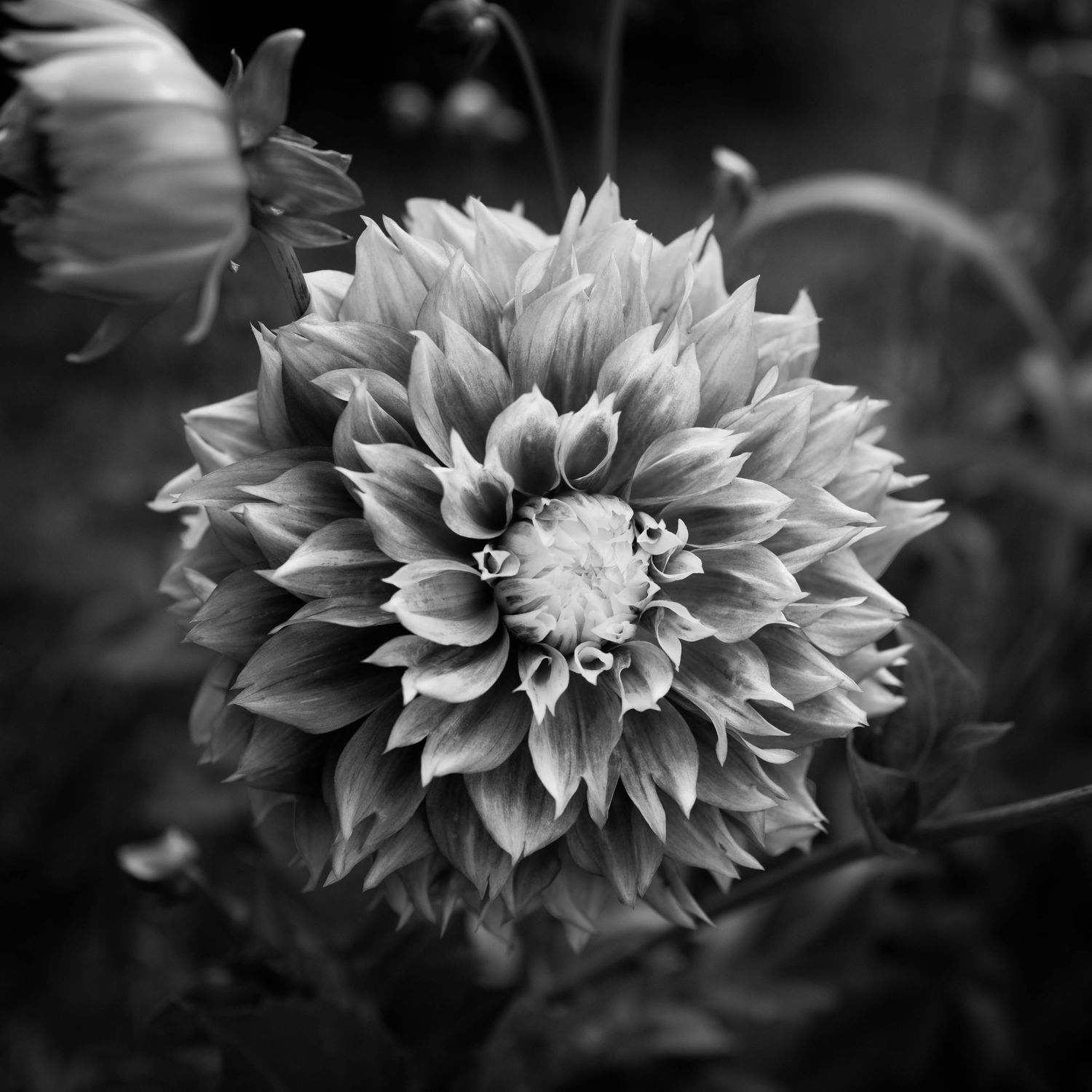 Black and white close-up macro photo of a full blooming dahlia flower with layered petals.